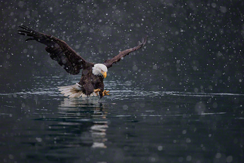 nubbsgalore:  les animaux en hiver, part two. photos by greg schneider, daniel parent, christopher dodds, michael cummings, roeselien raimond, michelle valberg and dan kitwood (see also: part one and birds)  