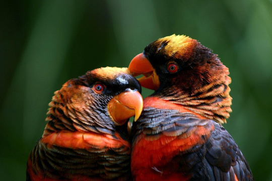 come-forth-into-the-light: flip-thebird:  silverhawk:  the dusky iory……sunset bird????? they literally look like a sunset. absolutely gorgeous   While we’re talking about cool lories, I’d like to introduce you to the Black Lory… Little dragon