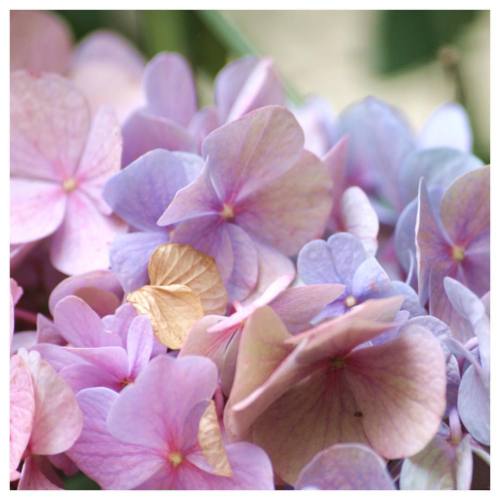 Pretty flowers! #Alkmaar #Netherlands #Flowers #PinkFlowers #BlueFlowers #PurpleFlowers #CanonEOSReb