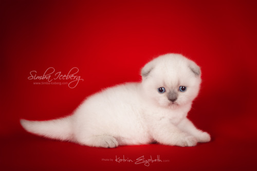 We are glad to announce that on April 05, 2016 were born Scottish Straight girl and Scottish Fold bo