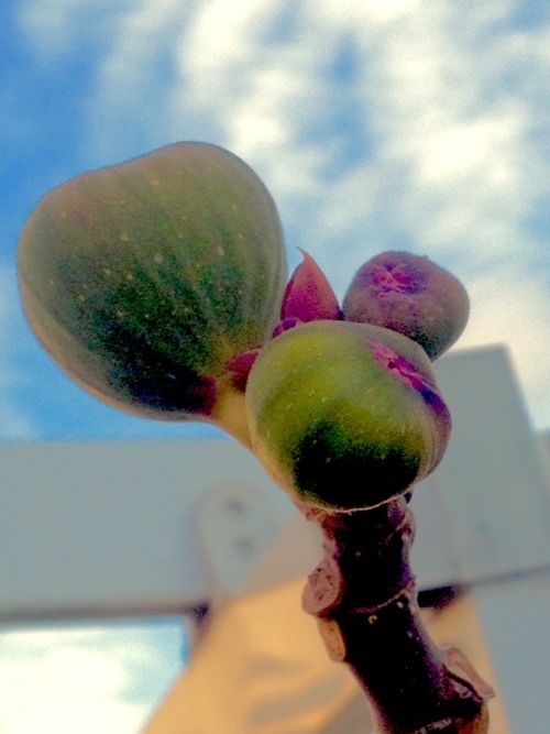 greenlook-garden:  No leaves, just figs (fig tree in december) Sin hojas, pero con higos (higuera en