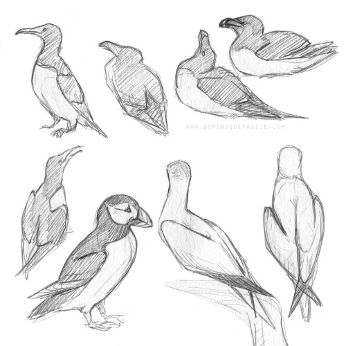 Sketches from life at RSPB Bempton Cliffs reserve, Yorkshire.