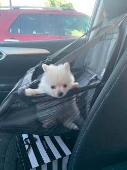 everythingfox:  “I bought a doggy car seat