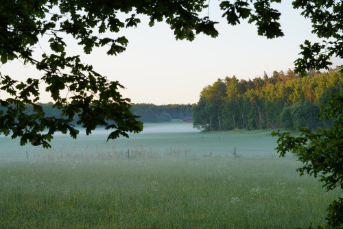 Fields of green and gold.