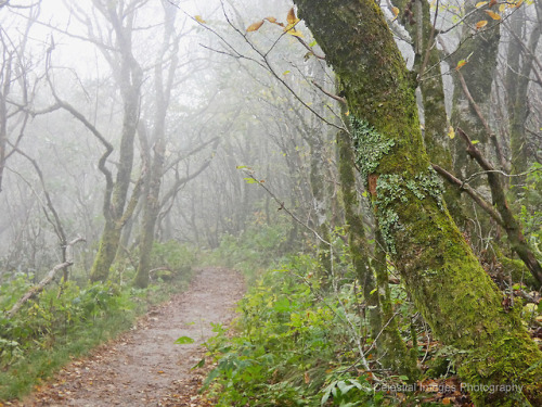 celestialphotography: Path through the cloudsCraggy Gardens trail. Blue Ridge Parkway outside of Ash