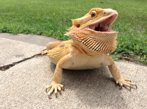 yeahponcho:poncho did the beard puff and big mouth stretch today