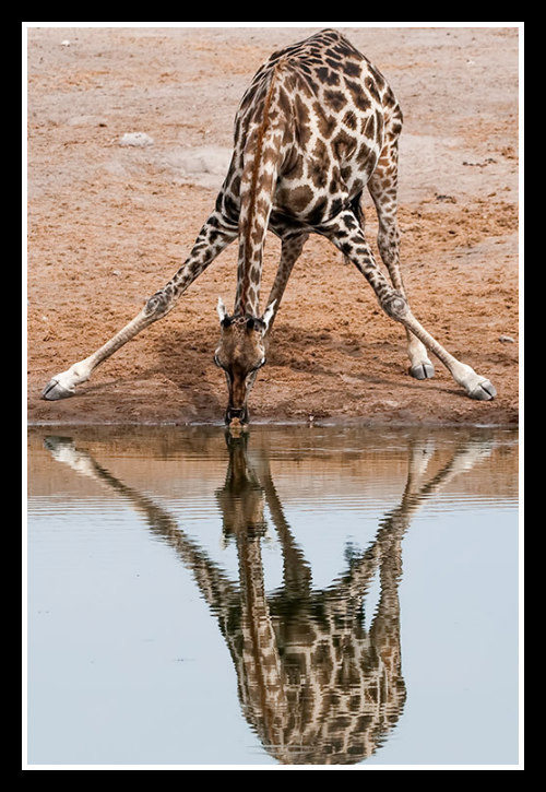 glamboyl:  The Water’s Edge - Lion by Keith Connelly, Giraffe by Judylyn Malock, and Wolf by Maxine Rierdeau. 