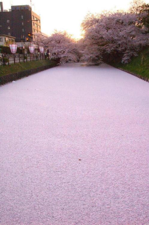 Axis KaZ‏@axiskkkこれが青森県弘前市の誇る日本１の桜です皆様是非GW中でも桜祭りに足を運んでみてくださいな(∩❛ڡ❛∩)