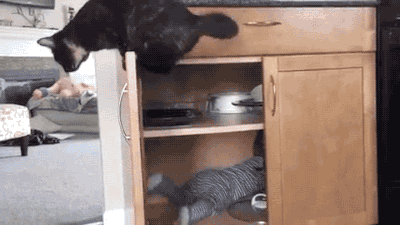 gifsboom:Video: Cat Traps Baby in Cabinetjeffygiraffe as a cat
