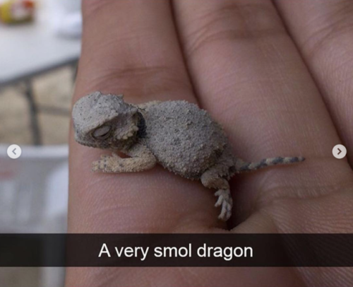 babyanimalgifs:Animal snaps