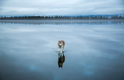 blazepress:Siberian Husky Walking on a Frozen Lake by Fox Grom