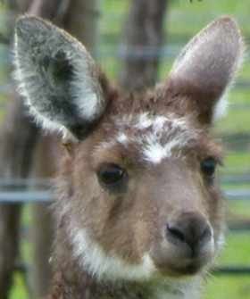 Porn photo platypu:western grey kangaroo unique facial