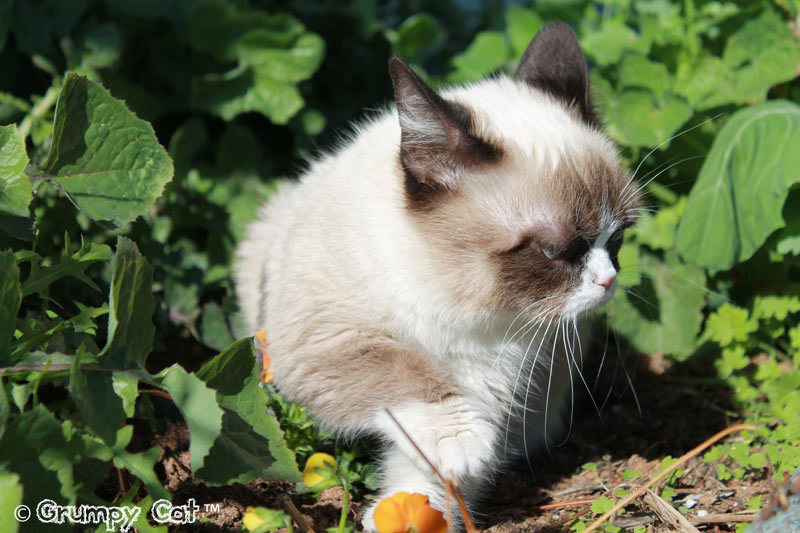 tardthegrumpycat:  The Daily Grump | February 20, 2013 