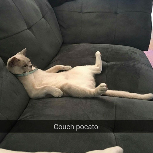 animalsnaps