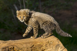 sdzsafaripark:  Meanwhile, at our Cheetah