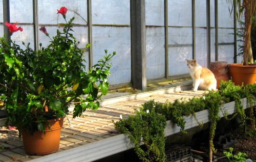 At first we wondered why he was looking at the hibiscus. But then we looked behind them and found he