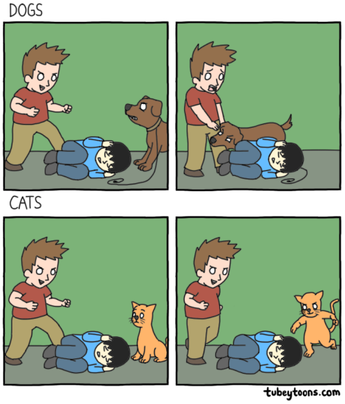tubeytoons:dogs vs cats