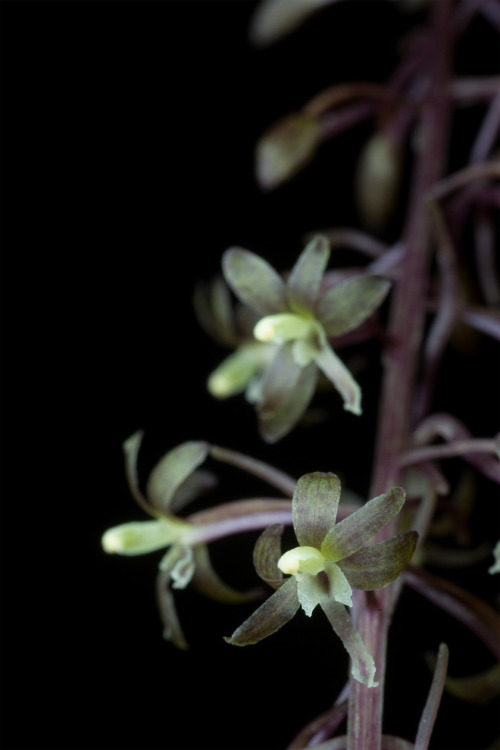 Tipularia discolor, the Cranefly Orchid, is a terrestrial plant found mostly through the southeaster