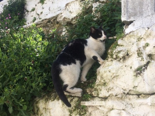 floatingcupcakes: CATS from my trip to Greece so far! They are all sweet babies @mostlycatsmostly