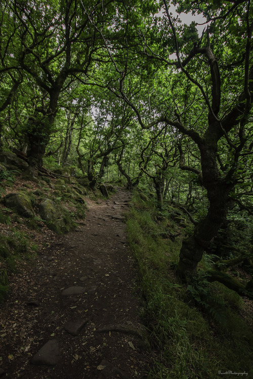 garettphotography:Padley Gorge - Derbyshire, England | GarettPhotography