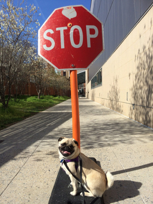 wombatarama: Stop In The Name Of Pug