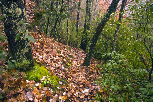 frolicingintheforest:How can one rainy day be so lovely? Forever grateful for all the beauty around 