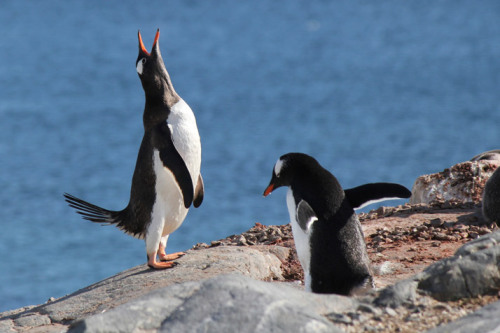 Penguin Yell A Gentoo penguin crows at the top of his lungs, in Neko Bay, Antarctica. Photo by Jay D