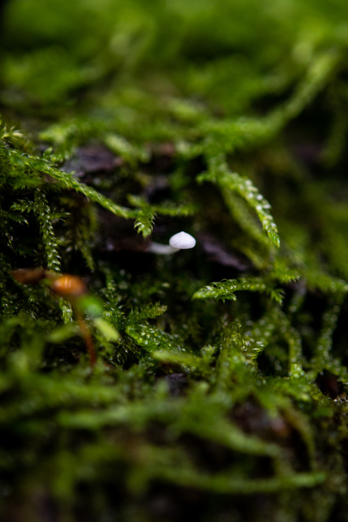 The tiniest little mushroom (fingertip for scale) 