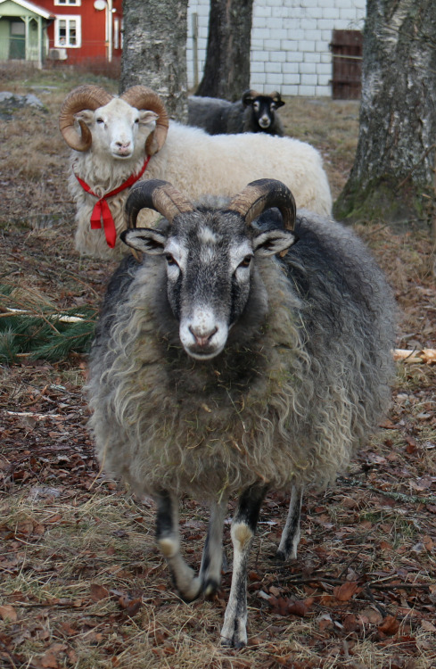 More pictures of the beautiful Gute sheep.The Gute (Swedish: Gutefår) is a landrace-based bree