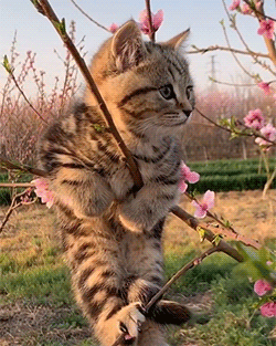 respectwomen:[Gif description: two gifs of a small brown tabby kitten sitting in the thin branch of 