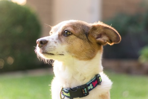 winedogs: Miss Myla: sweet, sun-kissed, and full of sass