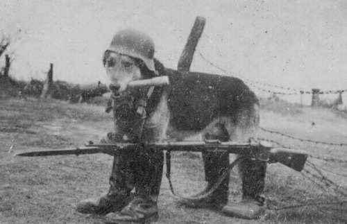 A young German dog is forced to join the Volkssturm during defense of Berlin at the end of WWII. Thi