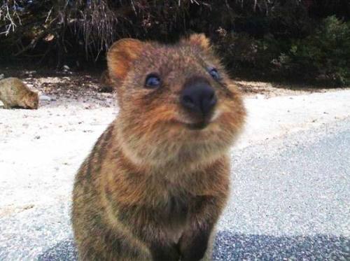 mimisberry:  leupagus:  dear-moleskine:  Meet the Quokka, the cutest little animal you’ve never heard of. A squirrel/kangaroo hybrid, it’s very friendly and pretty much just wants to be everyone’s friend.  Literally the happiest animal I’ve ever