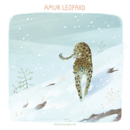  AMUR LEOPARD is a rare subspecies of leopards that live in northern regions. Therefore their coat i