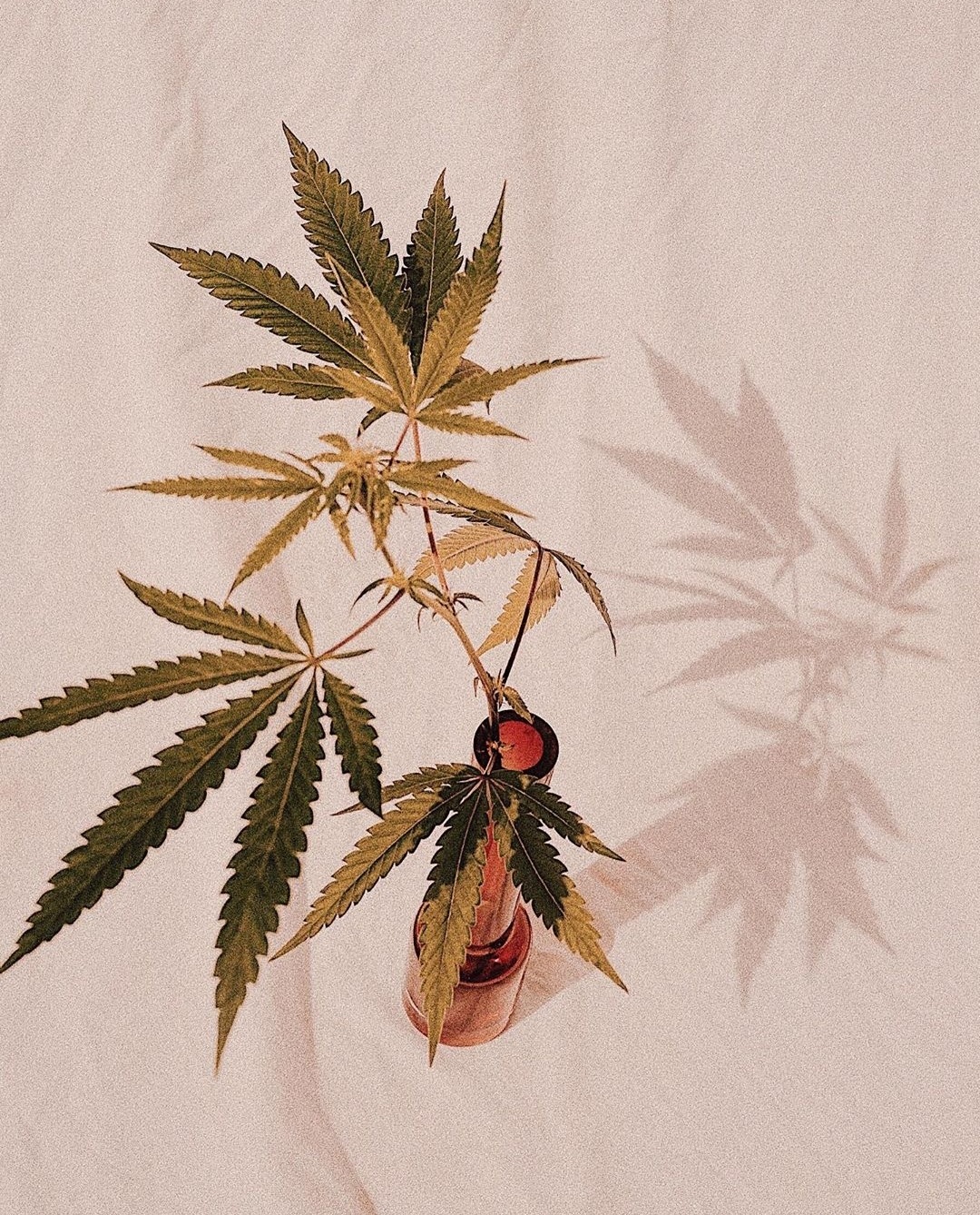 koffee-kush: