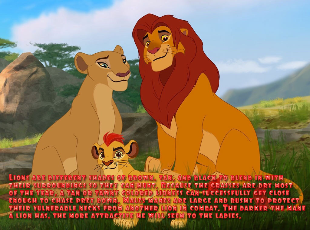 The Lion Guard's animal facts — @coolkinggoldshi asks: how do all Lions  have...