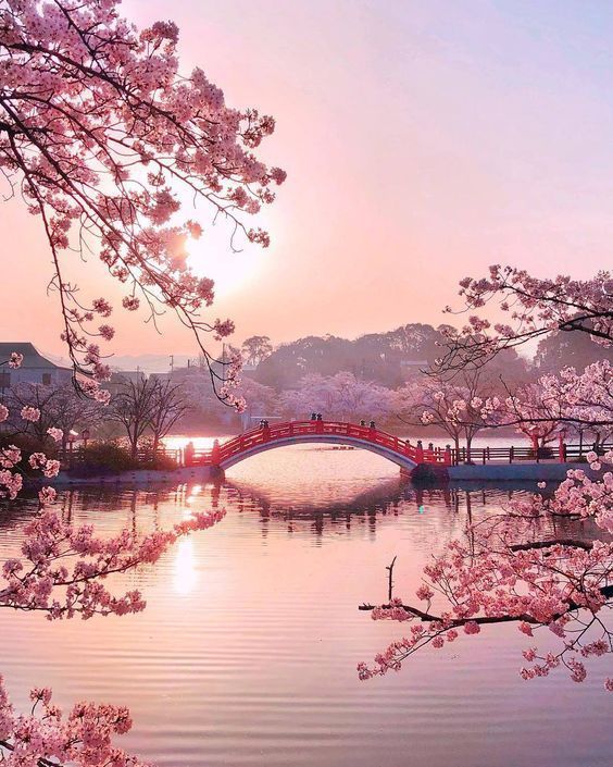 Cvetanje trešnje u Japanu - Page 3 72c2bae18835c15061900244a29967d80cf91774