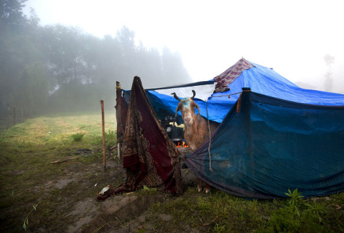 A goat of a Kashmiri nomad family looks out of a temporary tent on a foggy morning on the outskirts 