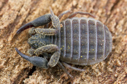 invertophiles: Pseudoscorpions…like scorpions,