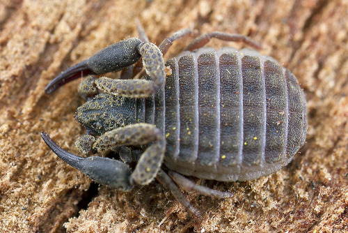 Pseudoscorpions…like scorpions, only not!When you discover pseudoscorpions I expect you to be