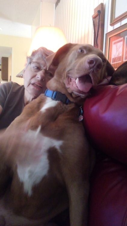 My grandma’s dog Zinger, my dog Buckeye, and my cat Bob. If you still want some cute things - 