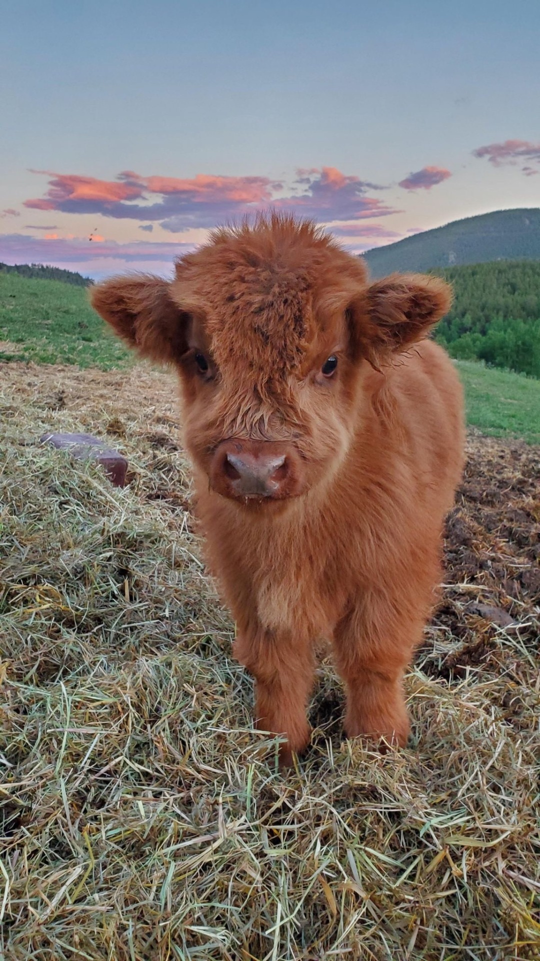 cows Of Tumblr On Tumblr cows-of-tumblr-on-tumblr