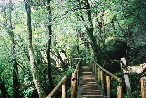 bvddhist - bvddhist - ingelnook - 屋久島 (Yakushima) 12 by Peter...