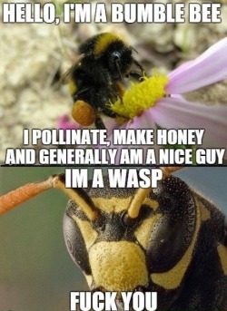 wannajoke:  Bee vs. wasp