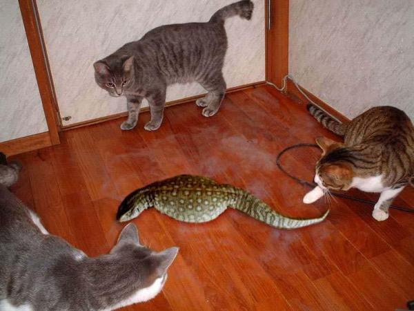 l-nobby-l:  rainesage:  moonlandingwasfaked: tsuchinoko real   tsuchinoko real  