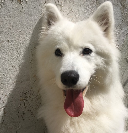 cloudthesamoyed:not a model