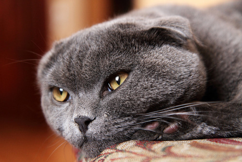 Scottish Fold by TauronNA on Flickr.