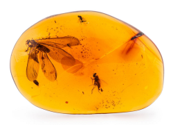 bijoux-et-mineraux: Amber with Insects (Hymenaea