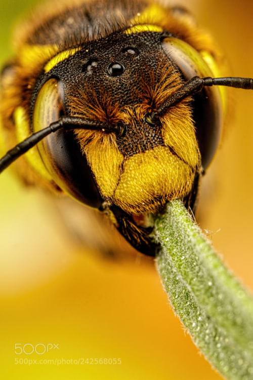 XXX kohalmitamas:  European Carder Bee I by dalantech photo