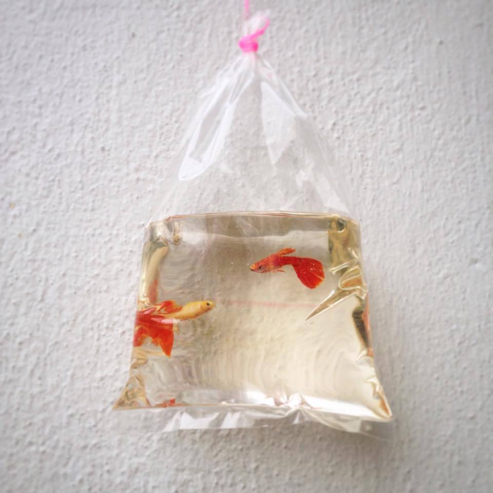 holdmyhat:  okashido:sixpenceee:These hyperrealistic 3D animals were painted in layer